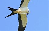 Swallow-tailed Kiteborder=